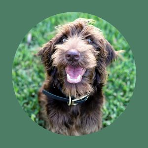 dog in grass
