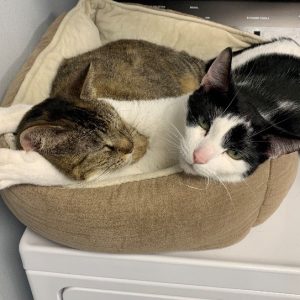 Cats